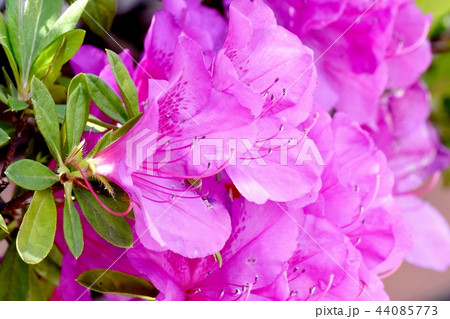 三鷹中原に咲くヒラドツツジ(オオムラサキツツジ) 三鷹中原に咲くヒラドツツジ(オオムラサキツツジ) 44085773