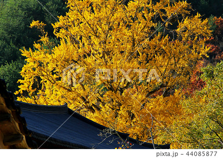 自然 ウンムンサ イチョウ 44085877