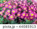 Chrysanthemum in garden 44085913