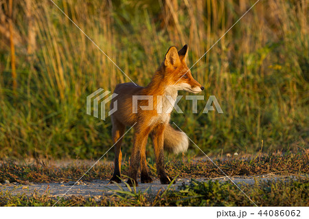 Cute young fox cub on the grass background. One Cute young fox cub on the grass background. One 44086062