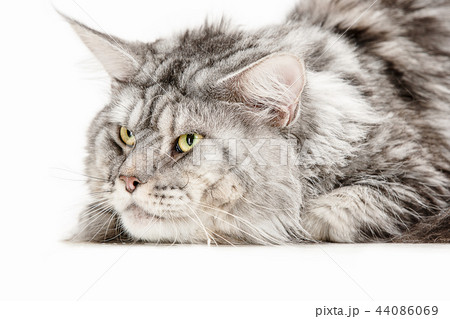 Maine Coon sitting and looking away, isolated on white Maine Coon sitting and looking away, isolated on white 44086069