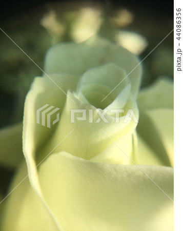 薔薇 44086356