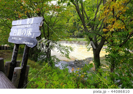 初秋の白絹の床 初秋の白絹の床 44086810