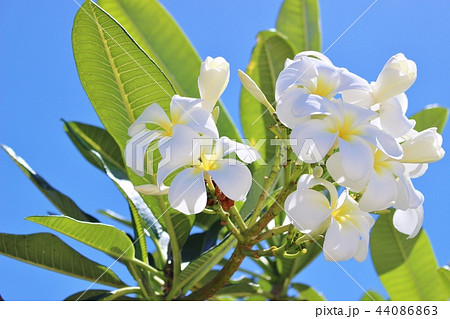 ハワイ プルメリアの花の写真素材