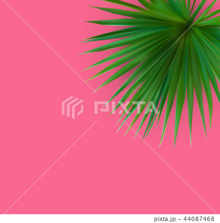 Beautiful Palm Leaf Background. Vector Illustration Beautiful Palm Leaf Background. Vector Illustration 44087468