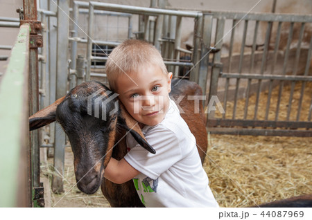 a child plays, cuddles and has fun with goats 44087969