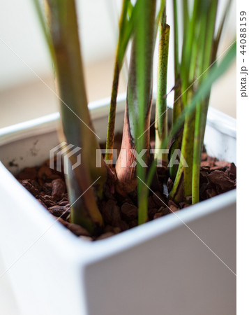 観葉植物アレカヤシのクローズアップ 44088159