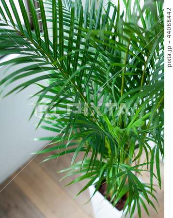 観葉植物アレカヤシのクローズアップ 44088442