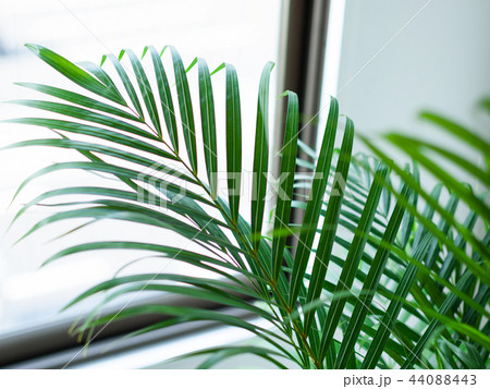 観葉植物アレカヤシのクローズアップ 44088443