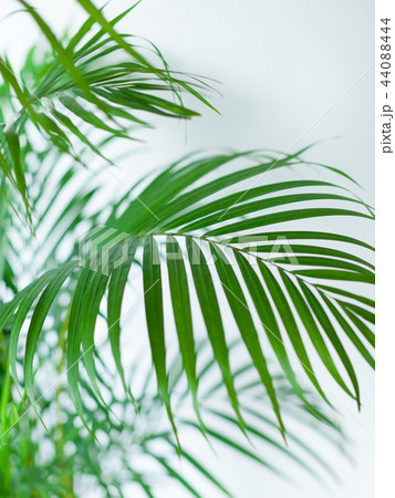 観葉植物アレカヤシのクローズアップ 44088444