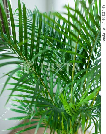 観葉植物アレカヤシのクローズアップ 44088445