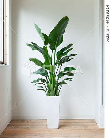 観葉植物オーガスタ 観葉植物オーガスタ 44089214