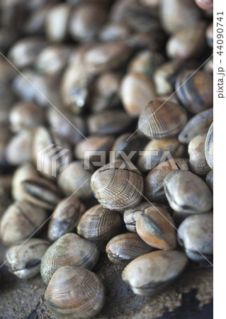 Close up of clams Close up of clams 44090741