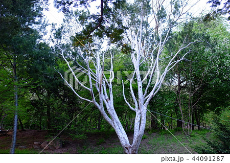 昌慶宮 自然 木 44091287