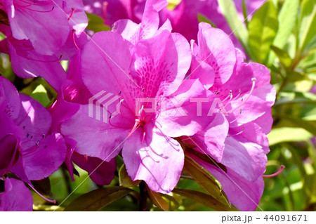 三鷹中原に咲くヒラドツツジ(オオムラサキツツジ) 三鷹中原に咲くヒラドツツジ(オオムラサキツツジ) 44091671