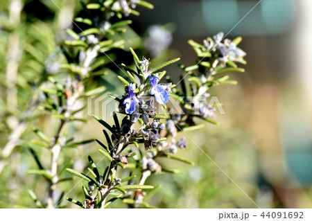 三鷹中原に咲くローズマリー 44091692