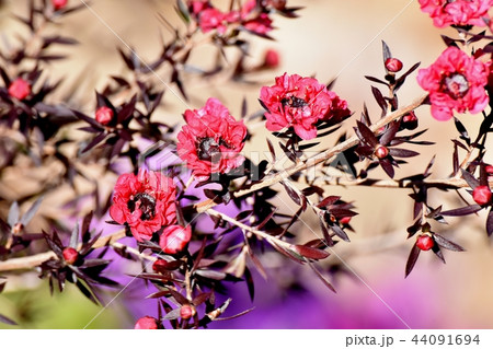 三鷹中原に咲く赤いギョリュウバイ 44091694