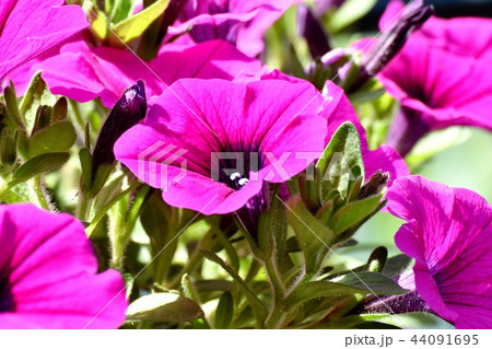 三鷹中原に咲く赤紫色のペチュニア 三鷹中原に咲く赤紫色のペチュニア 44091695