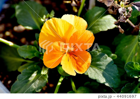 三鷹中原に咲くパンジー 44091697