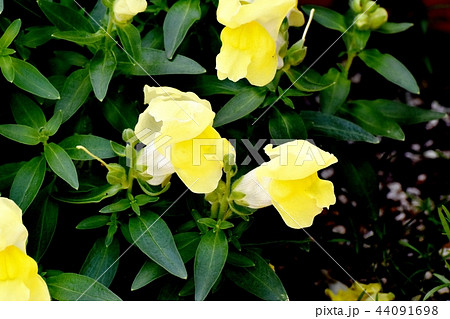 三鷹中原に咲く黄色いキンギョソウ 44091698