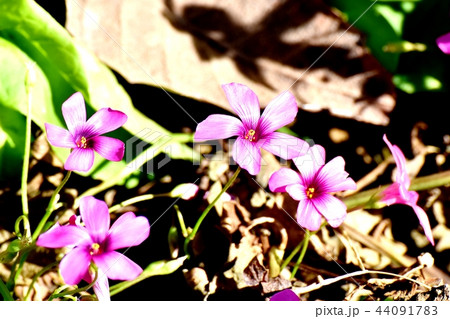 三鷹中原に咲くイモカタバミ 44091783