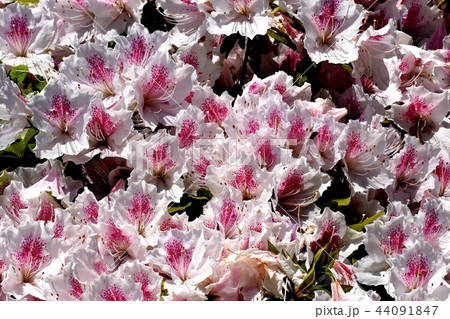 三鷹中原に咲くヒラドツツジ 三鷹中原に咲くヒラドツツジ 44091847