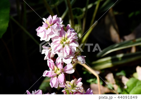 三鷹中原に咲くピンクのストック 三鷹中原に咲くピンクのストック 44091849