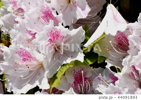 三鷹中原に咲くヒラドツツジ 44091893