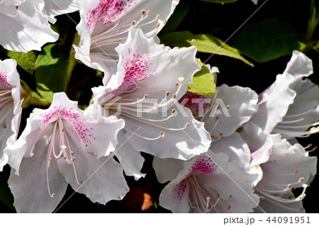 三鷹中原に咲くヒラドツツジ 三鷹中原に咲くヒラドツツジ 44091951