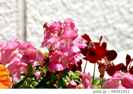 三鷹中原に咲く赤いキンギョソウ 44091952