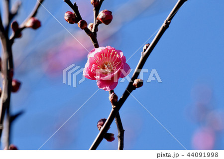 三鷹中原に咲くコウバイ(紅梅) 三鷹中原に咲くコウバイ(紅梅) 44091998
