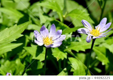 三鷹中原に咲く淡青色のミヤマヨメナ 三鷹中原に咲く淡青色のミヤマヨメナ 44092225
