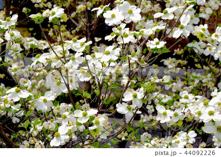 三鷹中原に咲くハナミズキ 三鷹中原に咲くハナミズキ 44092226