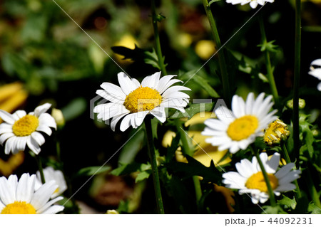 三鷹中原に咲くカンシロギク 44092231