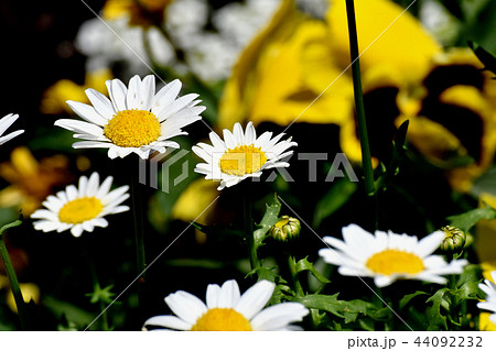 三鷹中原に咲くカンシロギク 44092232