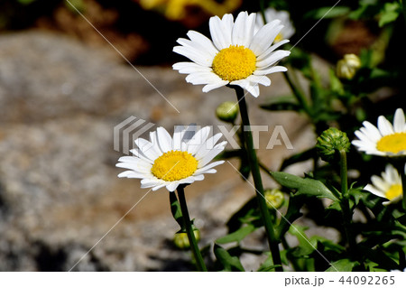 三鷹中原に咲くカンシロギク 三鷹中原に咲くカンシロギク 44092265