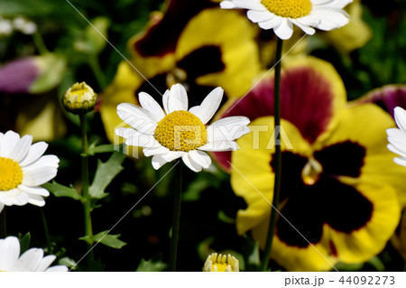 三鷹中原に咲くカンシロギク 44092273