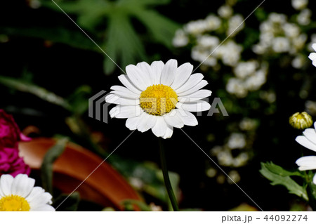 三鷹中原に咲くカンシロギク 44092274