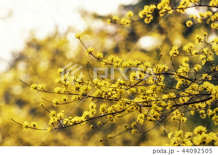 Cornus officinalis in spring 44092505