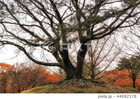 tall tree in daereungwon 44092576