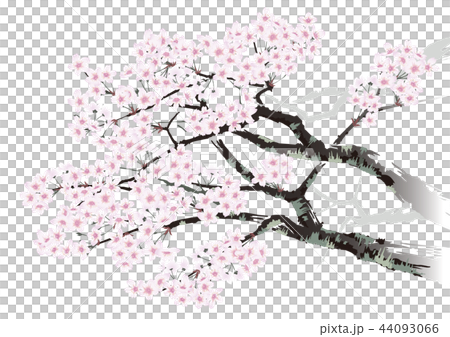 桜のイラスト素材