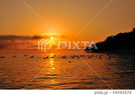 猪苗代湖の白鳥 44093076