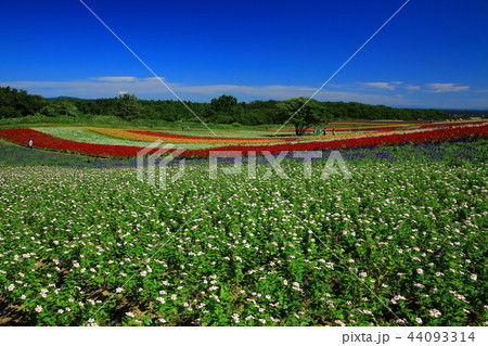 宮城県 やくらいガーデン 宮城県 やくらいガーデン 44093314