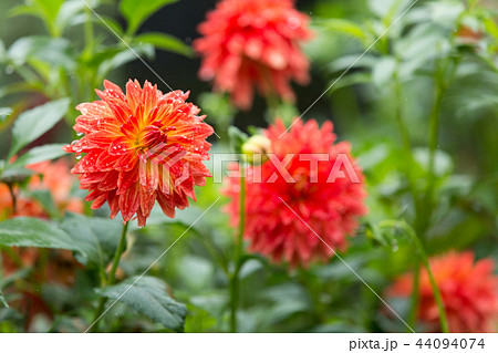 雨のダリア 44094074