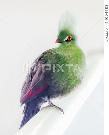 ギニアエボシドリ ギニアエボシドリ 44094488