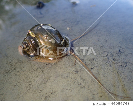 ジャンボタニシ 44094743