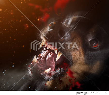Ferocious Rottweiler barking mad on black background. 44095098