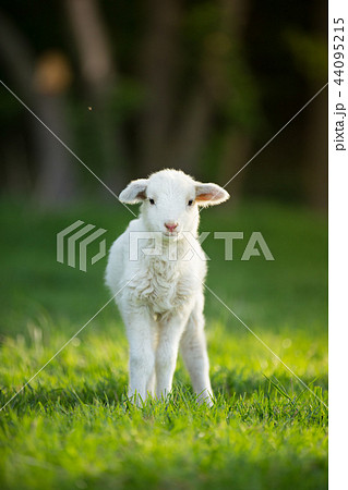 cute little lamb on fresh green meadow 44095215