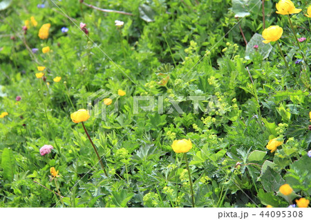 きんばいそう スイスの高山植物 の写真素材