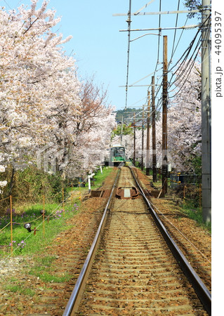 嵐電 桜のトンネル 嵐電 桜のトンネル 44095397